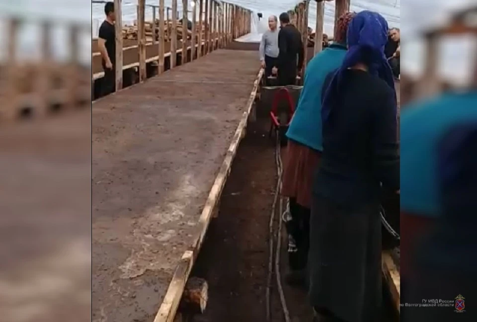 В теплицах под Волгоградом нашли 11 мигрантов-нелегалов