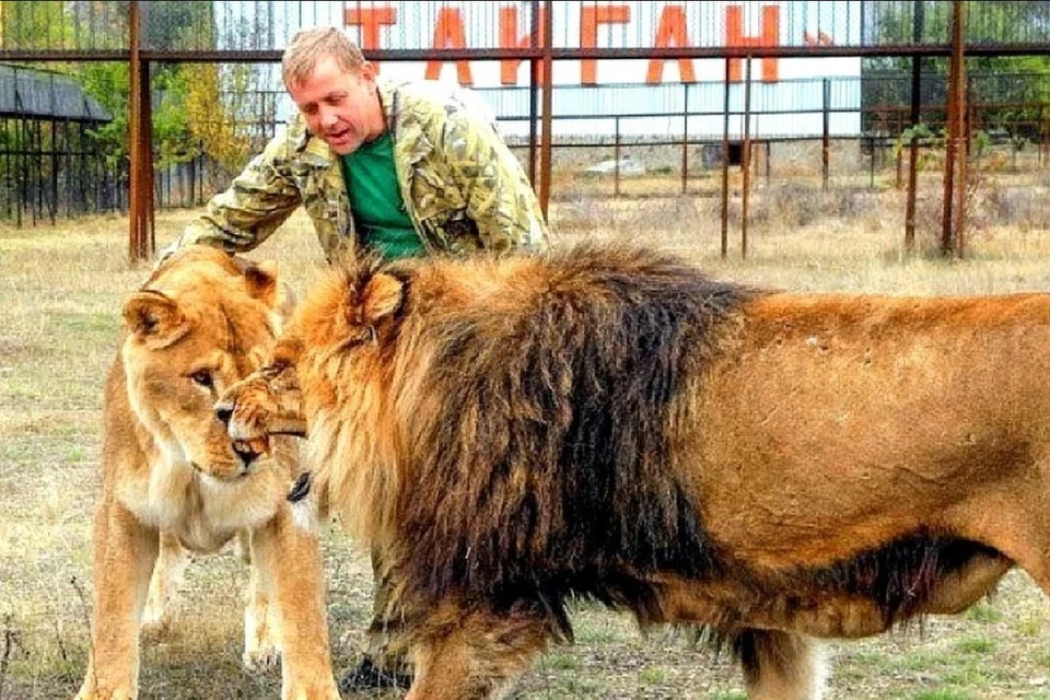 Олег Зубков умеет обращаться со львами не хуже дрессировщика. Фото: Блог olegzubkov