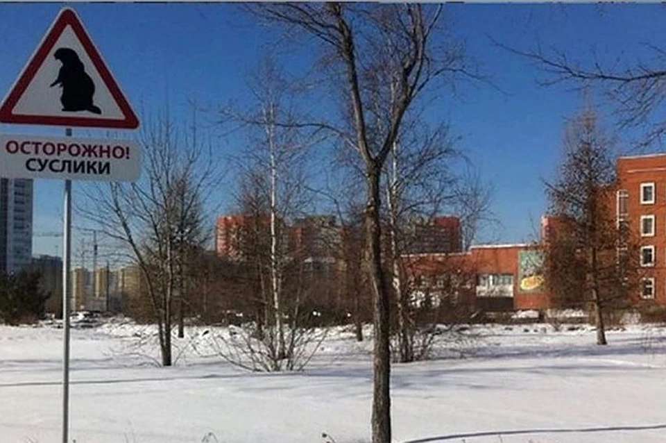 У некоторых студентов ЧелГУ семестр начался с карантина. Фото: группа "Ботанический сад ЧелГУ" vk.com