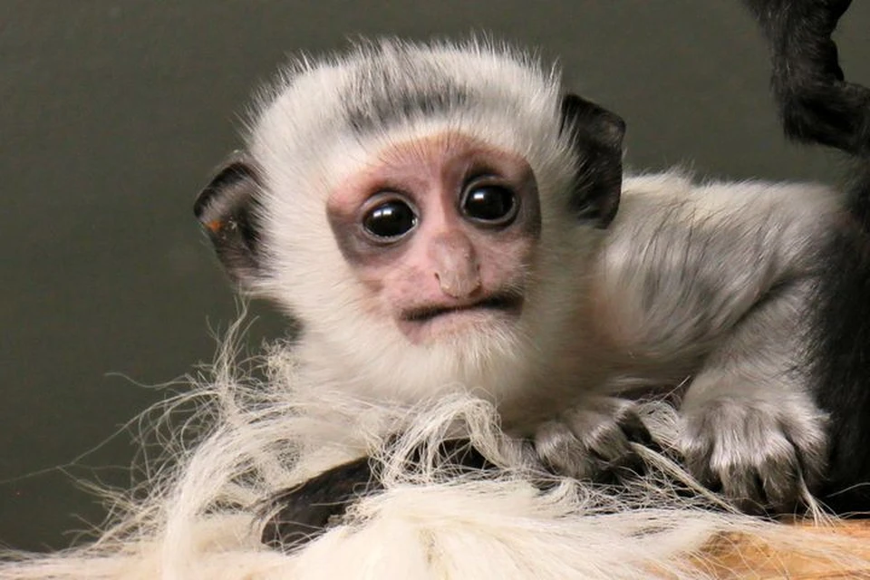 В новосибирском зоопарке родилась необычная обезьянка. Фото: зоопарк г. Новосибирска