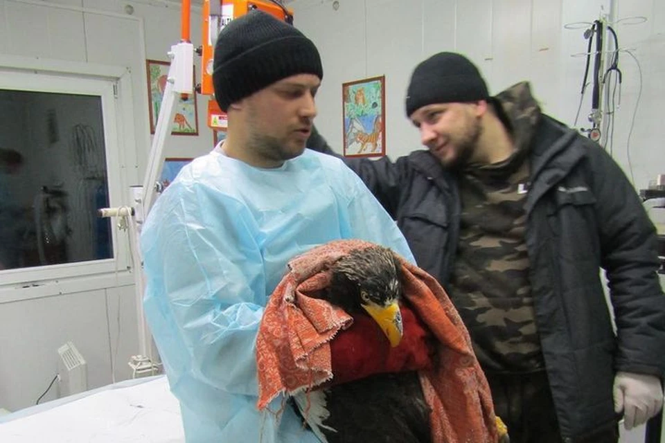 Хищной птице в ближайшее время сделают операцию. Фото: МРОО «ЦЕНТР «ТИГР».
