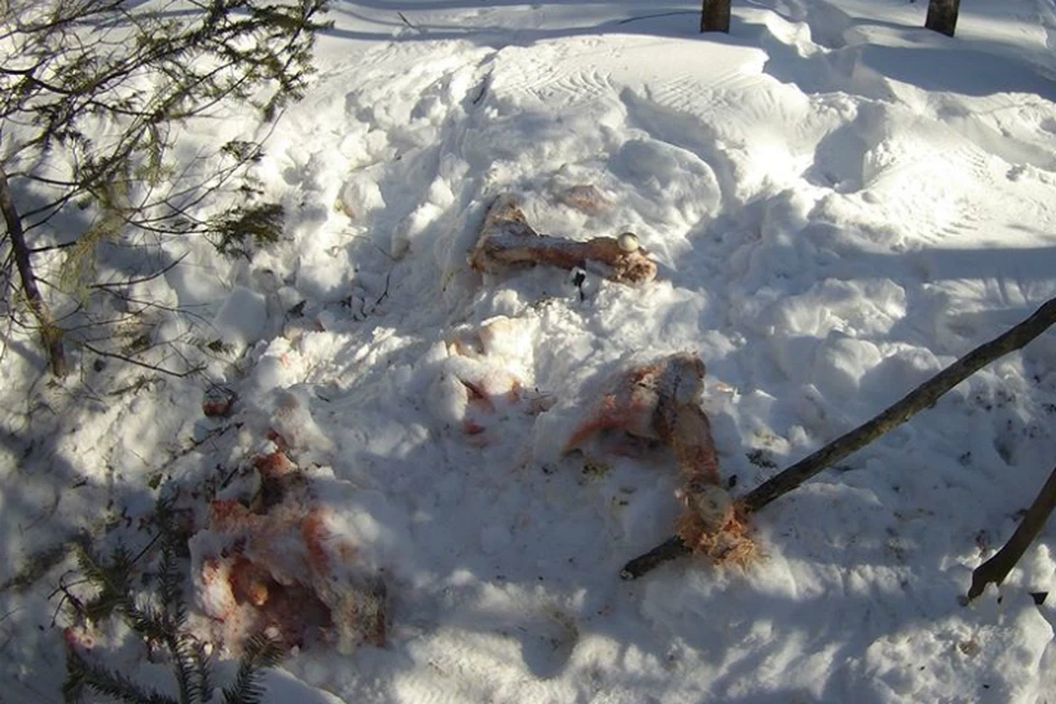 В заповедном лесу Хабаровского края задержали браконьера с мясом лося