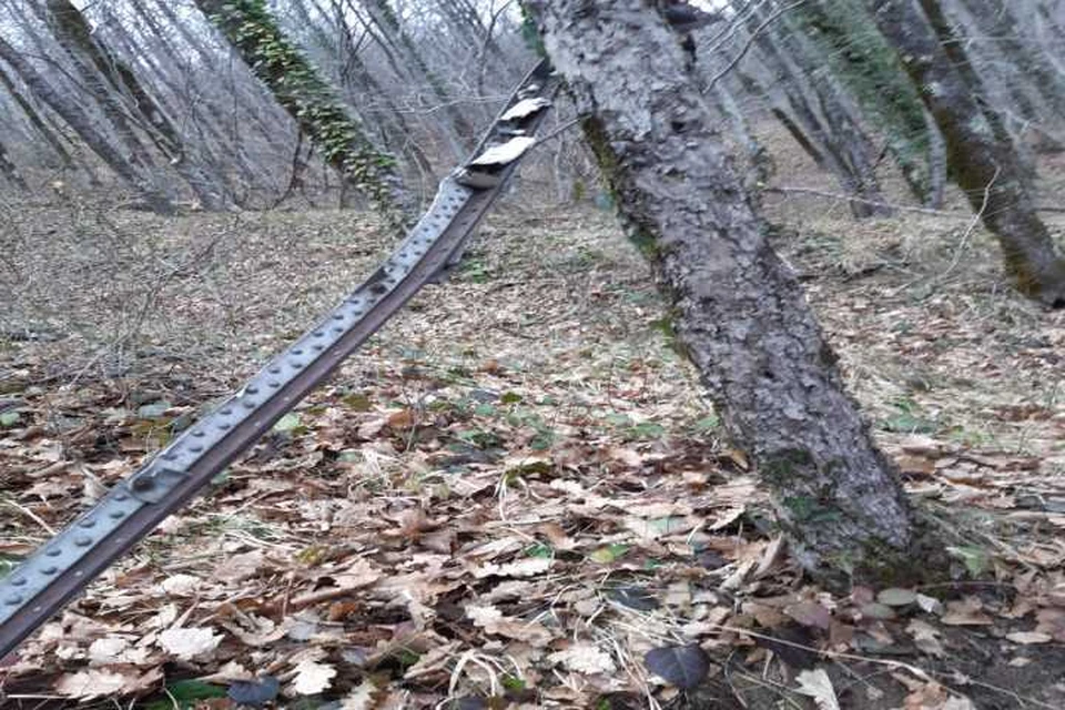 Фото пресс-службы Сочинского нацпарка