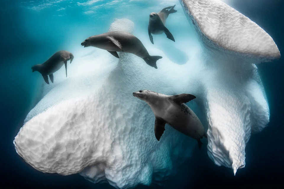 Величественные айсберги и упитанные тюлени-крабоеды - именно такую красоту запечатлел Грег Лекер, передавая зрителям изысканный свет и нежные цвета. Фото: @Greg Lecoeur/UPY2020