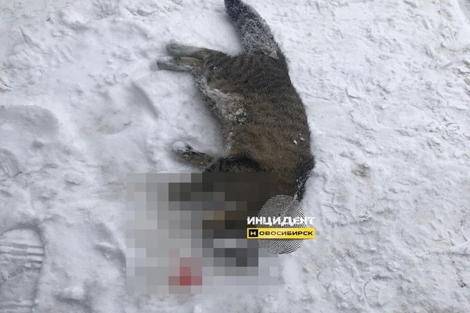 Кошку выкинули в окно, животное разбилось насмерть.
