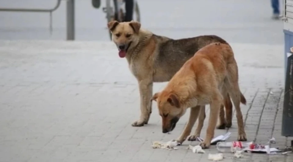 Стаи собак терроризируют жителей Саратовской области