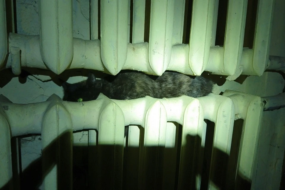 В Петербурге спасли кота, застрявшего в горячей батарее, пока хозяев не было дома / Фото: "Кошкиспас"