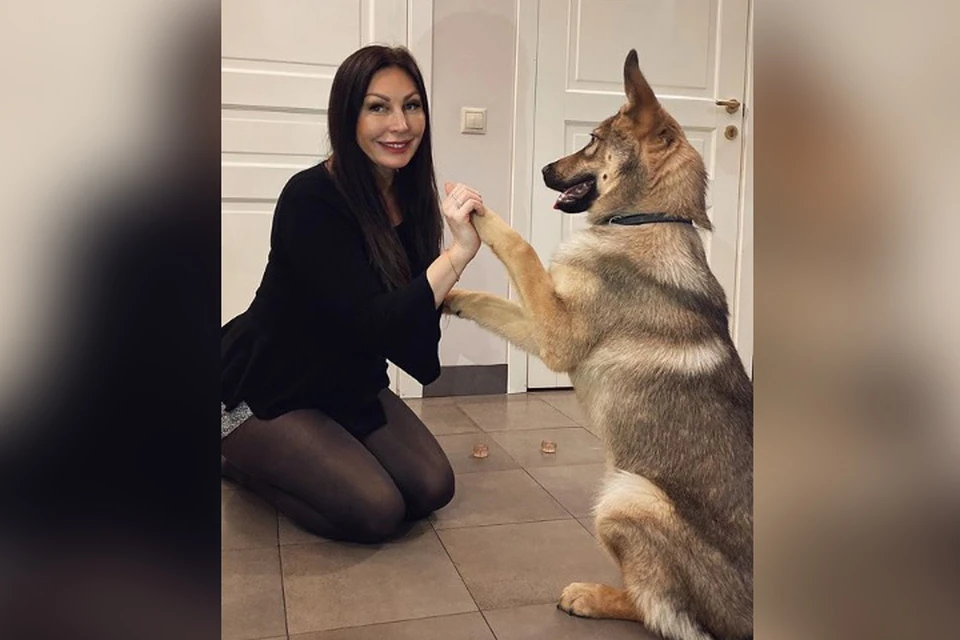 Менее чем за полгода маленький Печорик превратился в огромного пса.