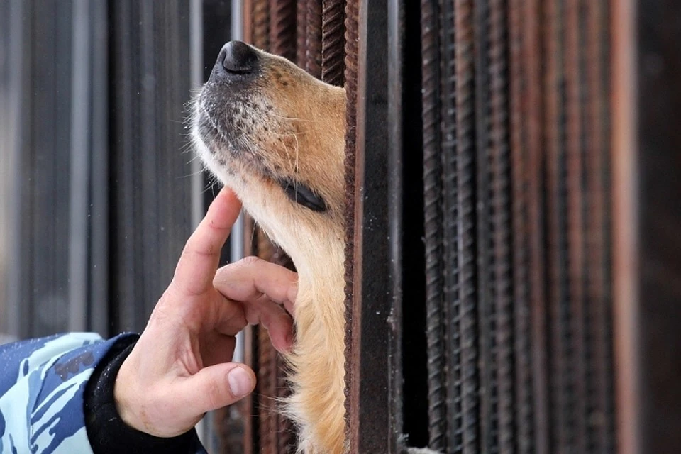 Запрещено проводить выставки и продавать домашних животных, выводить и натаскивать собак, отлавливать диких животных.