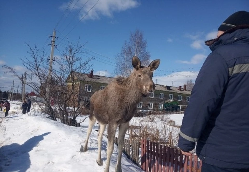 Сегодня лосёнка отправили в Финно-угорский этнопарк. Фото минприроды Коми.