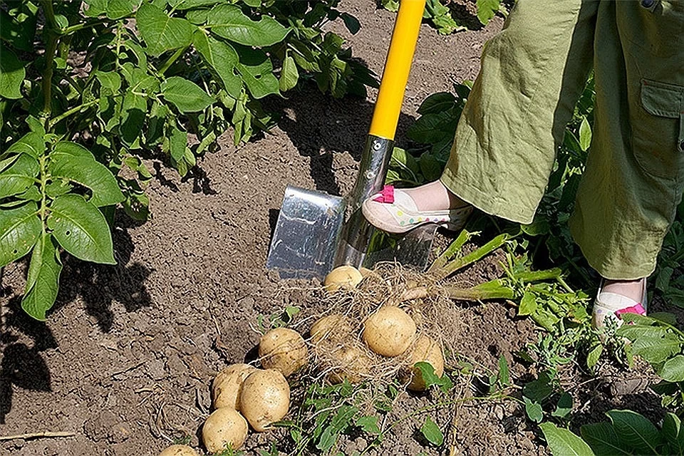 Ожидается, что колорадский жук не испортит урожай картошки в этом году.