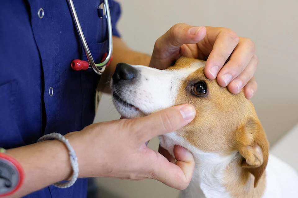 Ветеринарные клиники будут работать с 30 марта по 5 апреля.