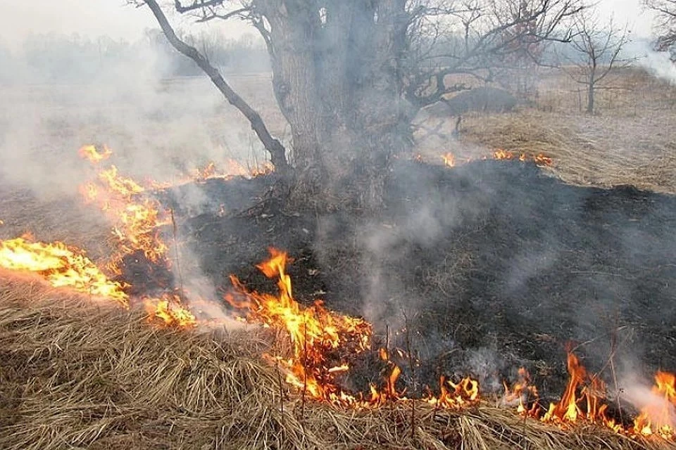 Только с начала этого сезона в Тверской области произошло более 300 пала на площади 800 Га