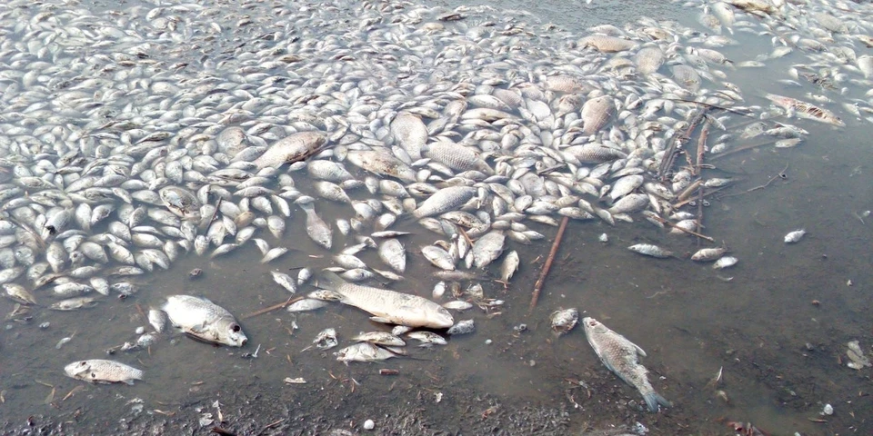 Рыбак, который выложил фото массовой гибели рыбы, отметил, что похожая картина и на другом, соседнем, пруду, только тел рыб не так много. Фото: vk.com/rvsso63.