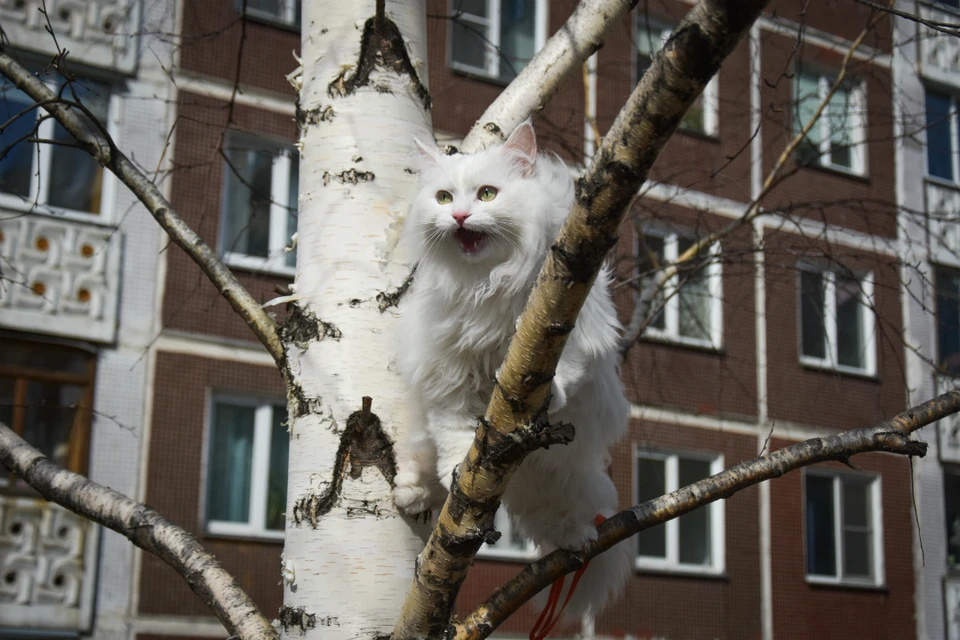 Этот котик тоже не очень доволен нынешней весной.