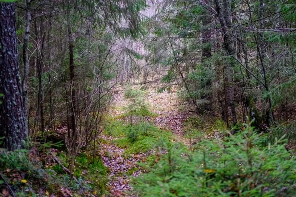 В Ленобласти закрыли леса для свободного посещения с 31 марта.