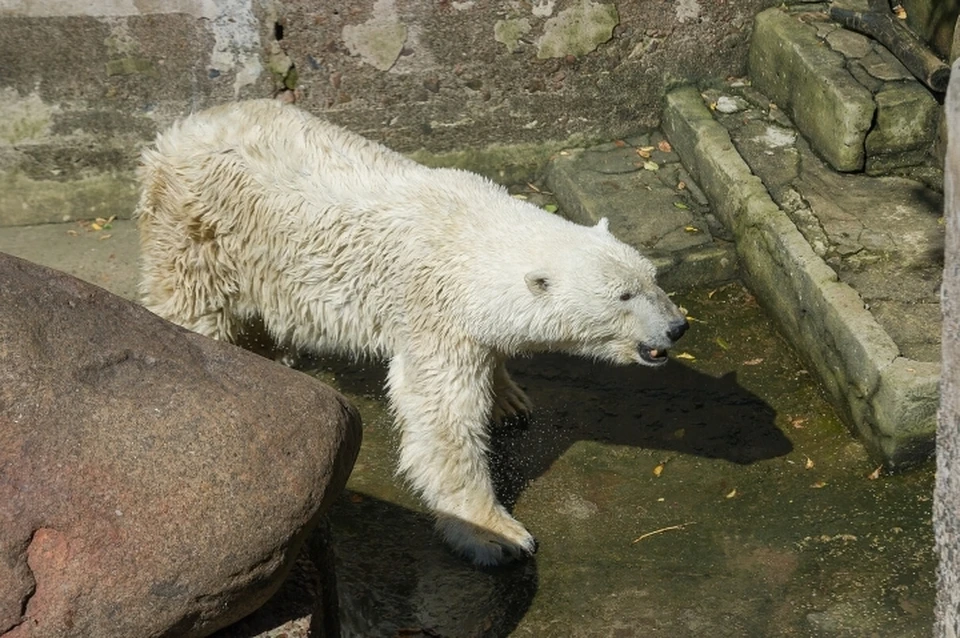 Животным из Ленинградского зоопарка выделят деньги, чтобы те не голодали во время нерабочего апреля.