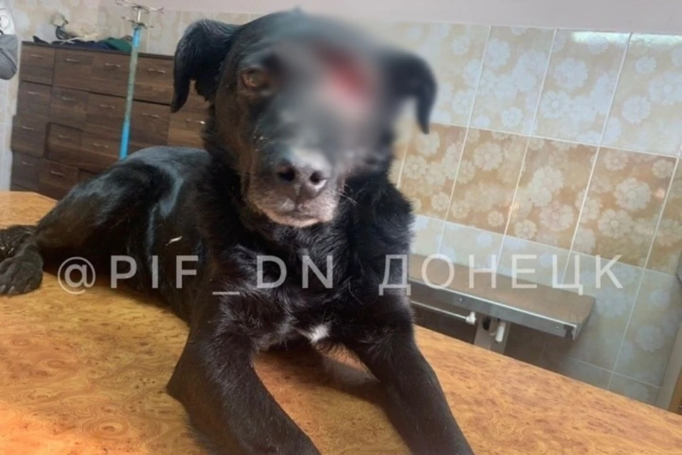 Бой вышел к людям просить помощи, и они не подвели. Фото: инстаграм приюта «ПИФ»