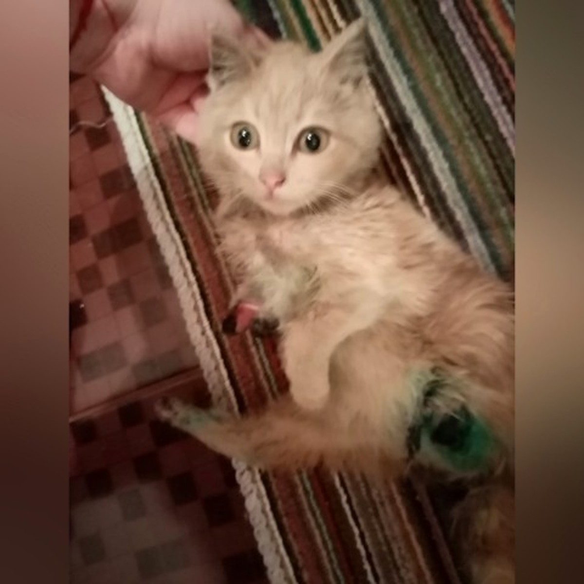 Кейтидің кеудесі