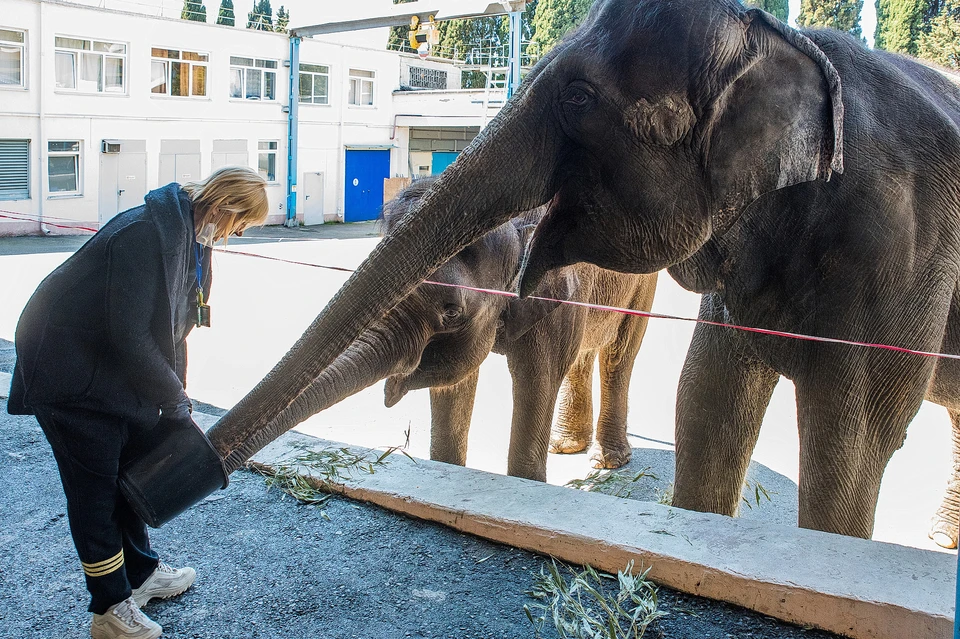 В Сочинском цирке две слонихи на карантине репетируют новый комедийный номер