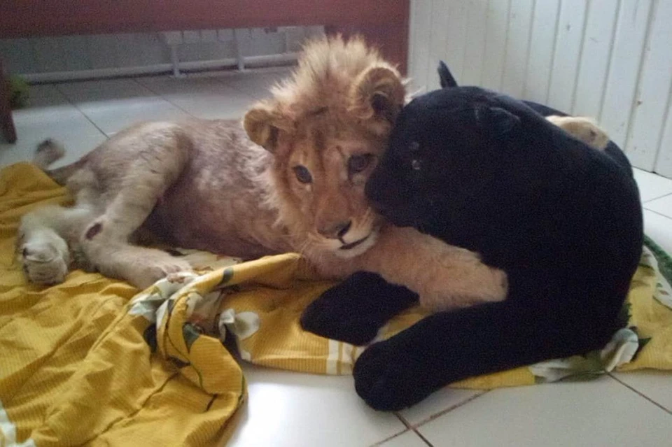 В Челябинске у львенка Симбы появилась подруга – пантера - KP.RU