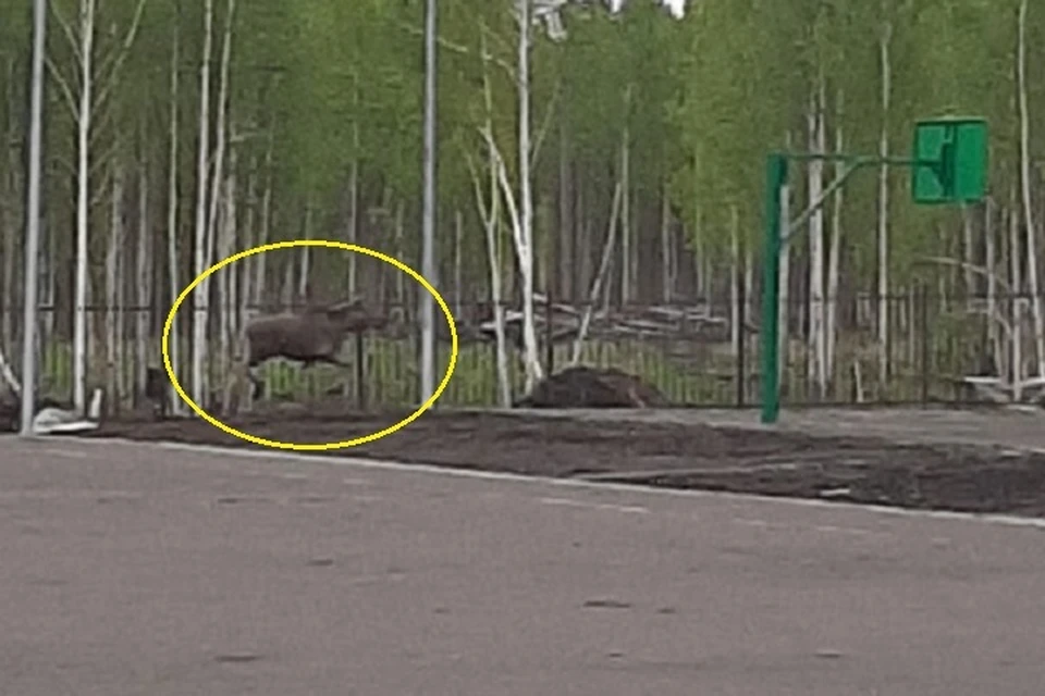 Лося заметили на территории новой школы. Фото: «Жилой район Светлый Новосибирск | Светлый Инфо»
