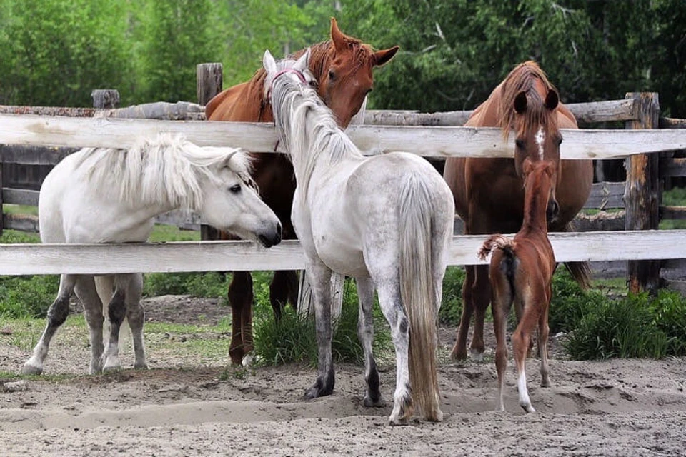 Из-за коронавируса в конно-спортивном клубе «Аллюр» заканчивается корм для лошадей. Фото: конно-спортивный клуб "Аллюр"