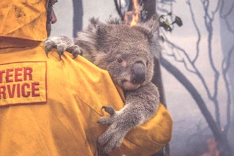 В январе это яркое фото с пожарным и спасенным им коалой обошло весь мир.