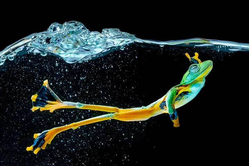 «Летающая лягушка Уоллеса» фотографа Чин Леонг Тео. Хотя этому снимку больше подошло бы название «Царевна-лягушка».