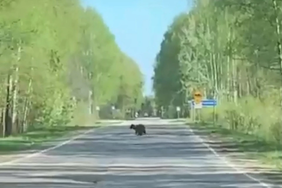 Крошка медвежонок выбежал на дорогу в Нижегородской области.