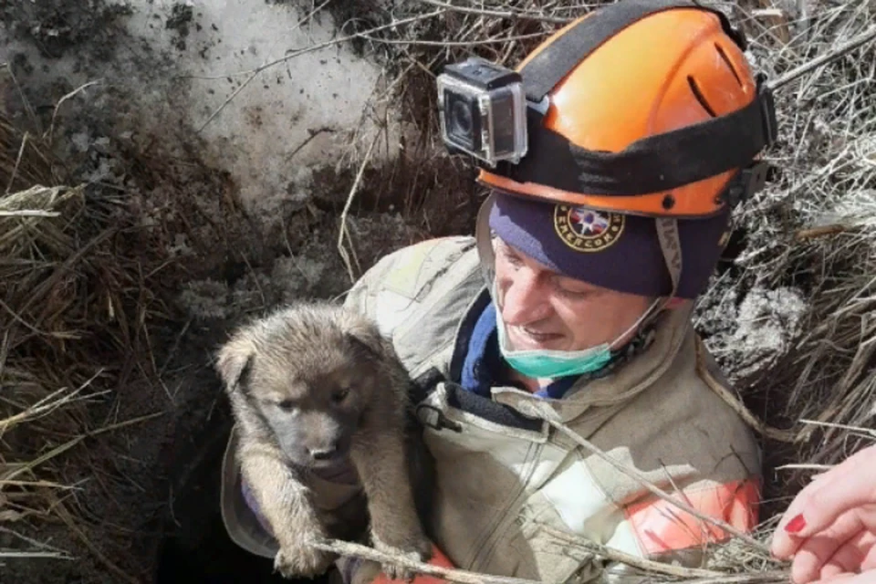 Щенята оказались в заточении, выбраться самостоятельно было невозможно.