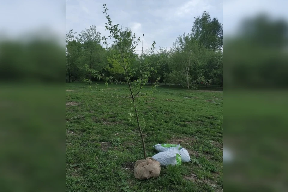 На заседании экологического совета засомневались, что высаженные активистами деревья приживутся. Фото: Константин Киселев