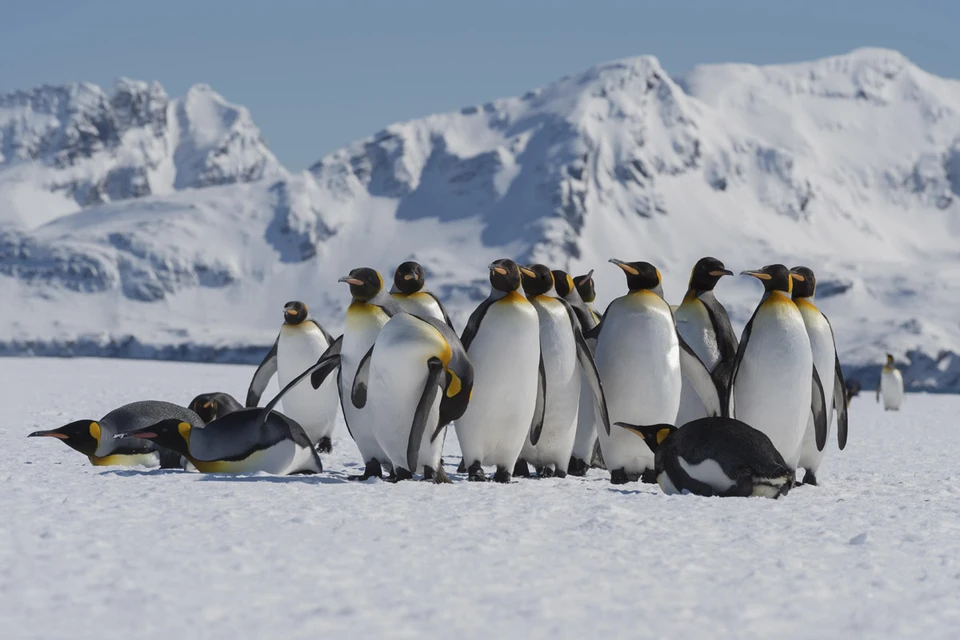 Колонии королевских пингвинов буквально погружены в облака закиси азота или веселящего газа