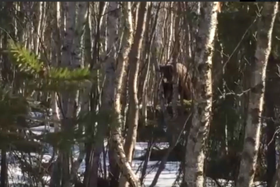 Медведя прогнали сотрудники питомника и собаки. Фото: скриншот видео
