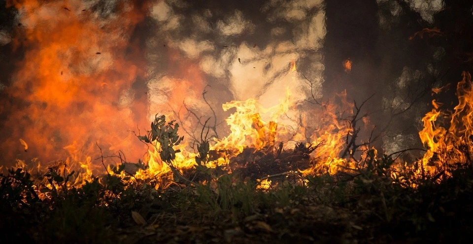 Предположительно, в пожаре виноваты люди. Фото: pixabay.com