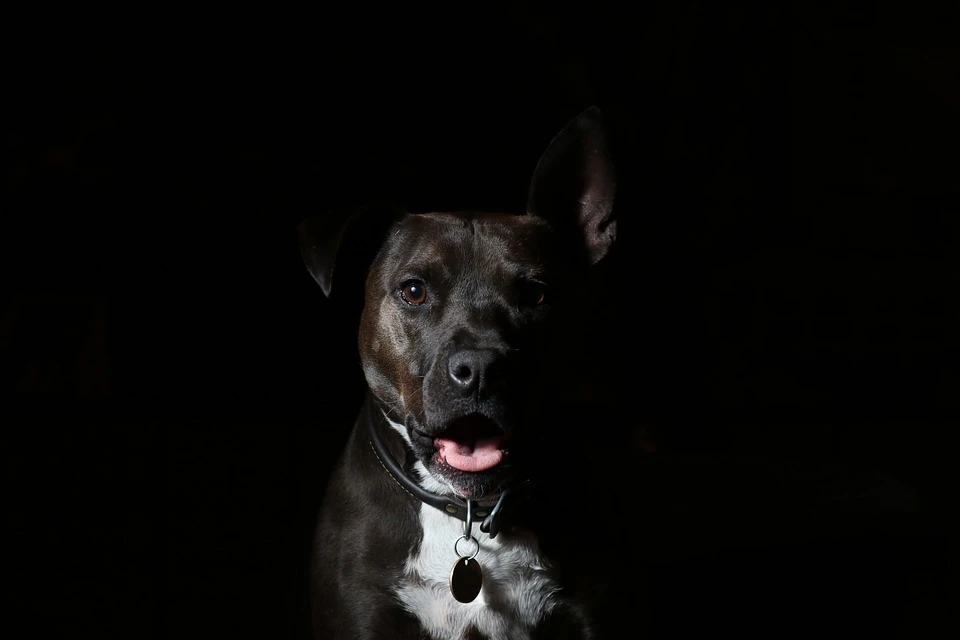 Администрация выплатит покусанному собакой тюменцу 10 тысяч рублей. Фото - pixabay.com.