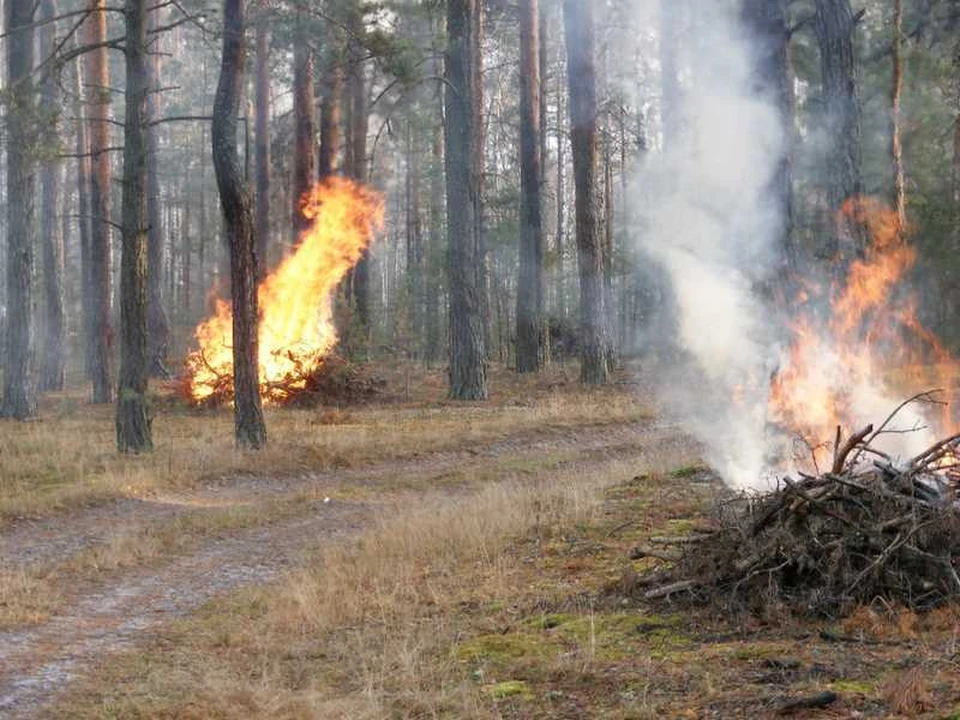 Сжигание порубочных остатков. Пожар в лесу. Сжигать порубочные остатки. Сжигание порубочных остатков в лесу.