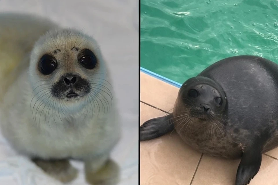 Нерпу Ксюшу отпустили на волю. Фото: vk.com/sealrescue