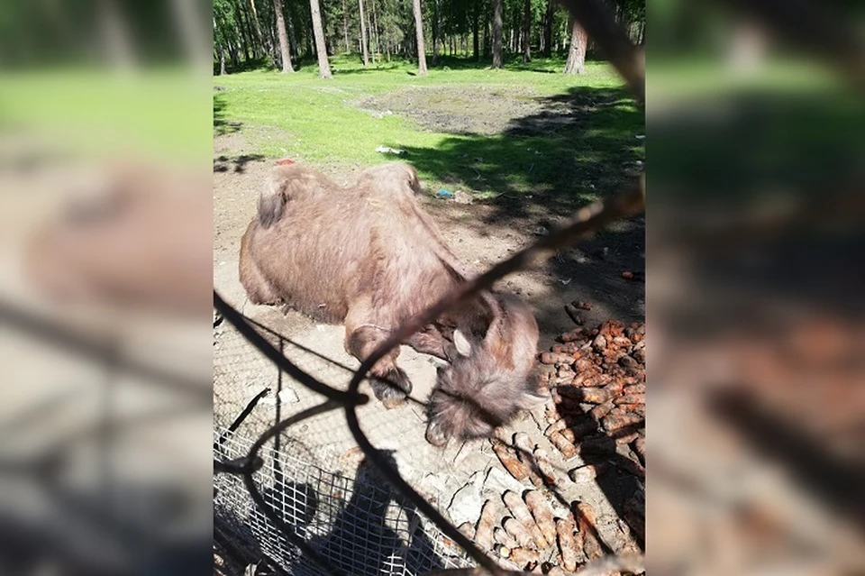 Жесткое порно не для слабонервных порно видео