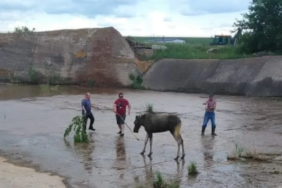 Лосиху вытащили из воды и отправили в безопасное место. Фото комитета по биоресурсам Татарстана