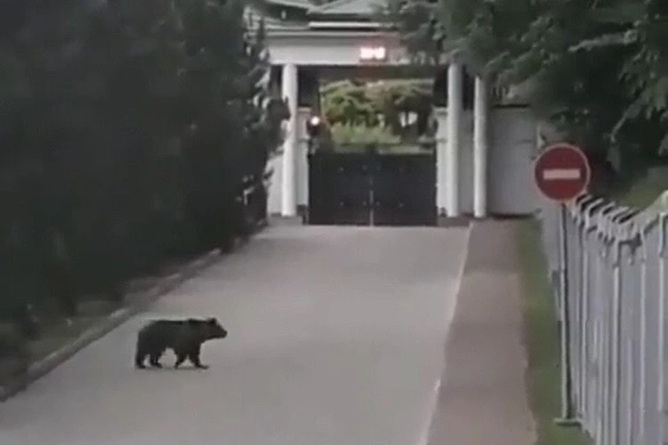 Медведи орудуют на сочинских горных курортах. Скрин из видео https://t.me/sochinov