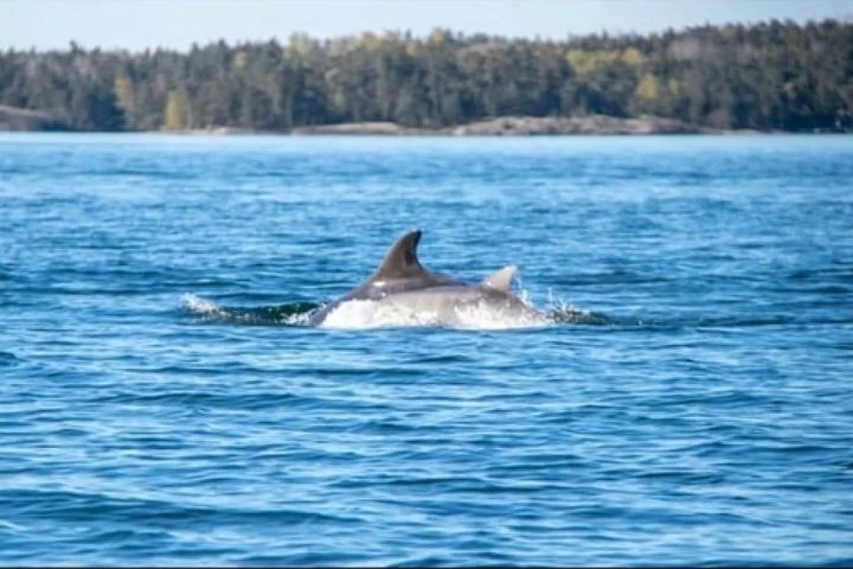 В российской части Финского залива заметили дельфинов. Фото: Игорь Епифанцев / vk.com/sealrescue