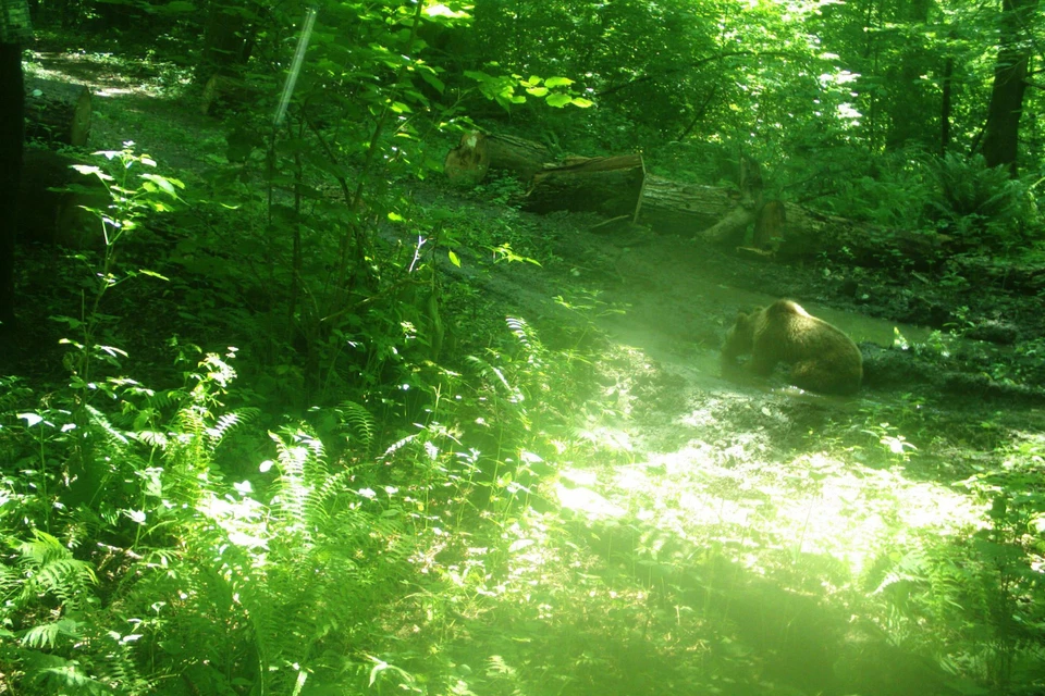 В Сочи медведи разоряют хозяйства дачников. Снимок сделан фотоловушкой Сочинского нацпарка.