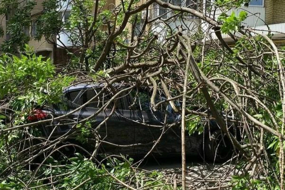 В Ростове сухое дерево упало на припаркованный автомобиль. Фото: соцсети