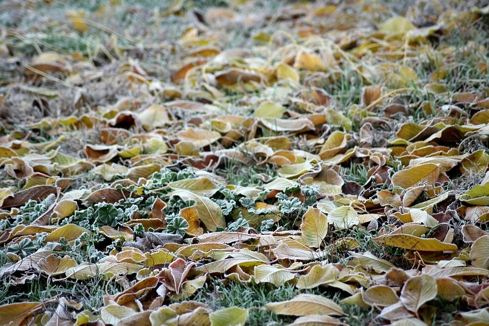 Тюменских дачников предупредили о заморозках на почве. Фото - pixabay.com.