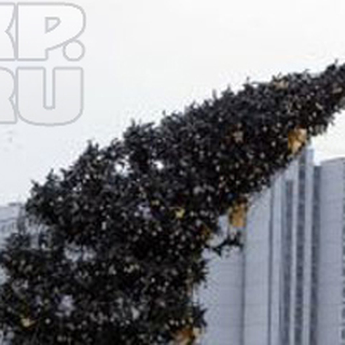Заготовка Новогодних Елок
