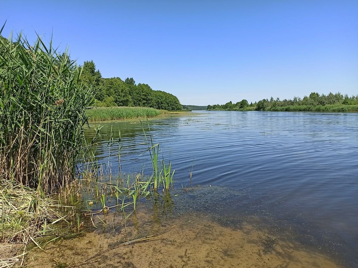 Сейм рыба. Река Албаши Краснодарский край. Пруд крылатый 2 Липецкая область. Рыбалка на реке Албаши Краснодарский край. Краснодарский край река Рыбная.