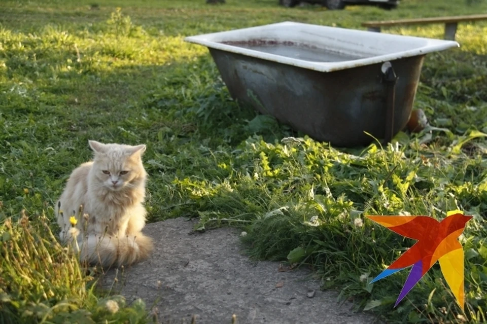 Кот сумел сделать то, чего не смогли спасатели.