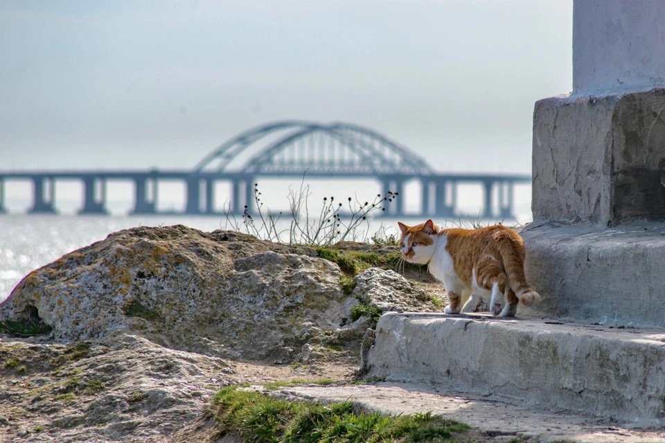 Кот покидает Крымский мост. Фото: кот Моста/VK