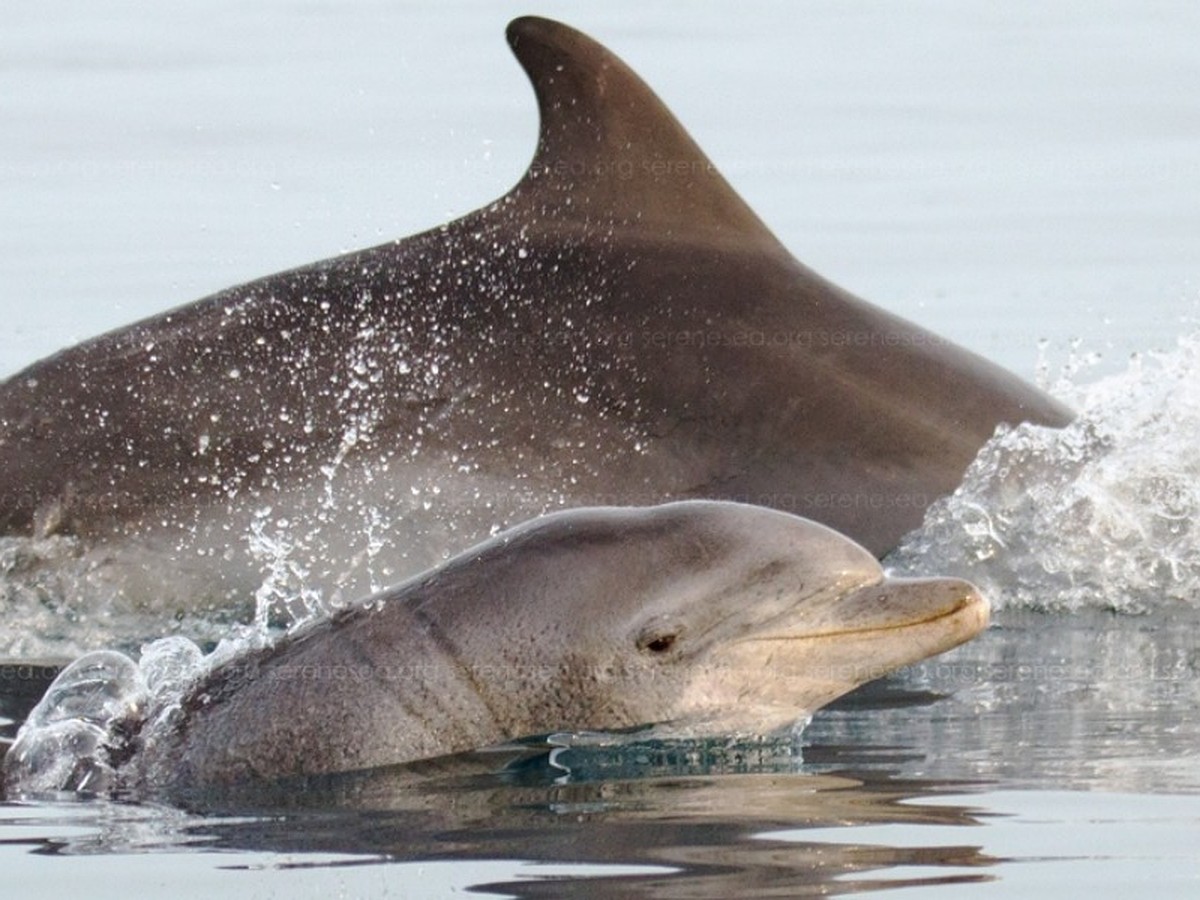 Служба спасения дельфинов